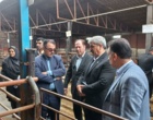 بازدید رئیس مؤسسه تحقیقات علوم دامی کشور از طرح‌های تحقیقاتی علوم دامی استان گلستان