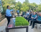 راهکار نجات مصرف آب در شالیزارها؛ امکان صرفه‌جویی ۴۰ درصدی با کشت مستقیم برنج