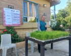 راهکار نجات مصرف آب در شالیزارها؛ امکان صرفه‌جویی ۴۰ درصدی با کشت مستقیم برنج