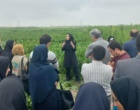 رویداد استانی انتقال‌یافته‌های تحقیقاتی محصولات زراعی در گنبدکاووس برگزار شد