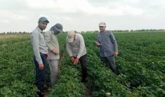 بازدید کارشناسان مؤسسه تحقیقات ثبت و گواهی بذر و نهال از مزارع بذری پنبه در مزرعه نمونه آق قلا