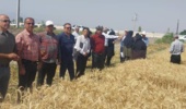 برگزاری روز مزرعه طرح انتخاب مشارکتی ارقام گندم آبی شهرستان علی‌آبادکتول به همت محقق مرکز تحقیقات و آموزش گلستان
