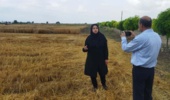 مصاحبه پژوهشگر بخش تحقیقات خاک و آب مرکز تحقیقات و آموزش گلستان با خبرگزاری ایرنا به مناسبت رویداد ملی روز درهای باز کشاورزی