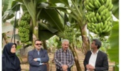 یزد، «دانشگاه بزرگ علمی و کاربردی» شوری کشور