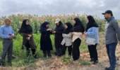 بازدید دانشجویان کارآموز از طرح‌های تحقیقاتی ایستگاه تحقیقات کشاورزی گرگان