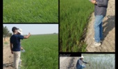 بازدید نظارتی از مزارع برنج در مرحله انتقال نشا به زمین اصلی