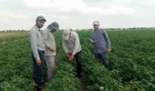 بازدید کارشناسان مؤسسه تحقیقات ثبت و گواهی بذر و نهال از مزارع بذری پنبه در مزرعه نمونه آق قلا