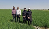 بازدید تخصصی محققین خاک و آب از مزارع مرکز شهید روحانی‌فرد کردکوی