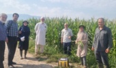 پایش میدانی مزارع ذرت و آفتابگردان توسط تیم مؤسسه تحقیقات گیاه‌پزشکی کشور در گلستان