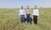 ارزیابی و نمونه‌برداری از علوفه‌های شورزیست مرتعی در ایستگاه تحقیقات شوری