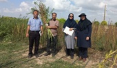 انجام عملیات برداشت دستی و مکانیزه کنجد ناشکوفا در ایستگاه تحقیقاتی عراقی‌محله گرگان