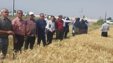برگزاری روز مزرعه طرح انتخاب مشارکتی ارقام گندم آبی شهرستان علی‌آبادکتول به همت محقق مرکز تحقیقات و آموزش گلستان