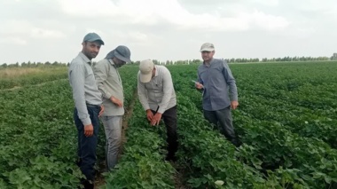 بازدید کارشناسان مؤسسه تحقیقات ثبت و گواهی بذر و نهال از مزارع بذری پنبه در مزرعه نمونه آق قلا