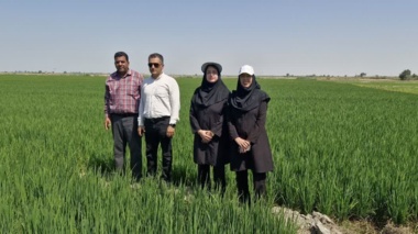 بازدید تخصصی محققین خاک و آب از مزارع مرکز شهید روحانی‌فرد کردکوی