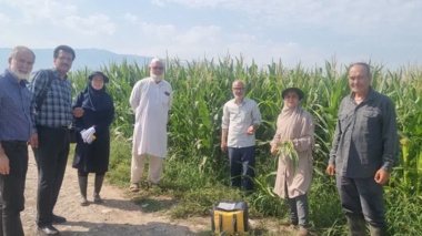 پایش میدانی مزارع ذرت و آفتابگردان توسط تیم مؤسسه تحقیقات گیاه‌پزشکی کشور در گلستان