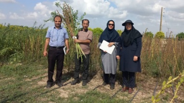 انجام عملیات برداشت دستی و مکانیزه کنجد ناشکوفا در ایستگاه تحقیقاتی عراقی‌محله گرگان